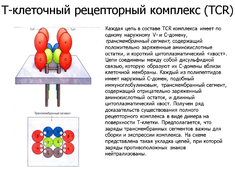 Каждая цепь в составе TCR комплекса имеет по одному наружному V- и С-домену, трансмембранный